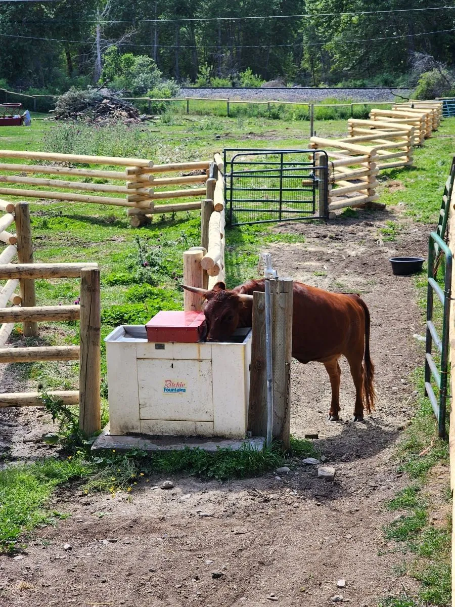 Log worm fence on Montana property